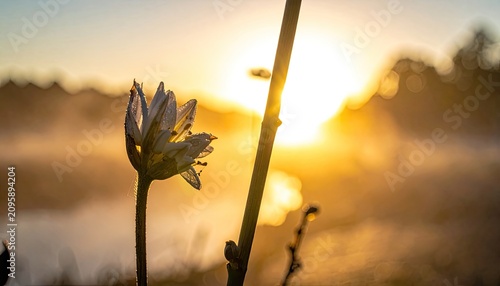Delicate Water Lily Blooms at Sunrise with Golden Haze.
