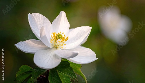 Delicate White Anemone Flower Blooming in Soft Sunlight.
