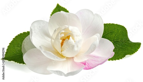 Delicate White Camellia Flower with Green Leaves Isolated on White Background.