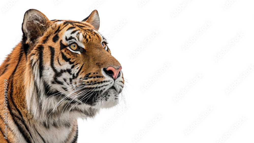 Obraz premium Bengal tiger face portrait majestic wild predator animal isolated on transparent background cut out