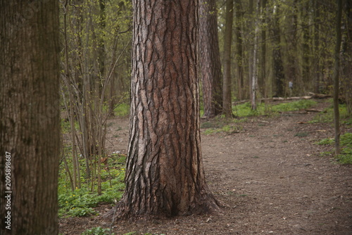 Green forest and trees