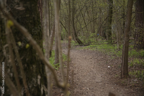 path in the woods