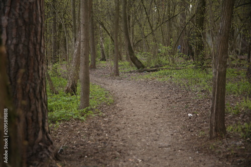 path in the forest