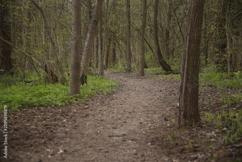 path in the forest