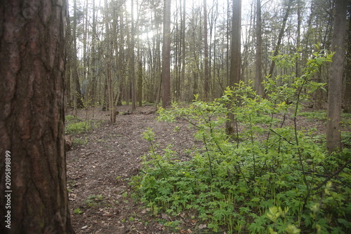 Morning footpath in the green woods