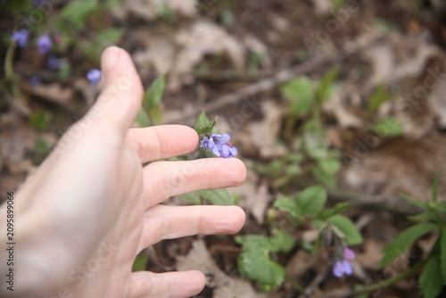flower in the hand