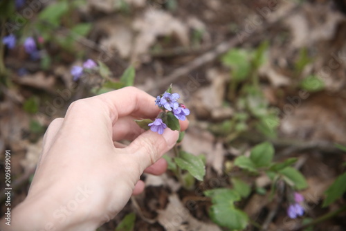 Pretty flower in hands