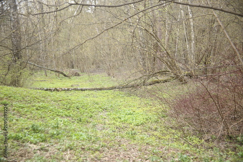 spring and green grass in the park