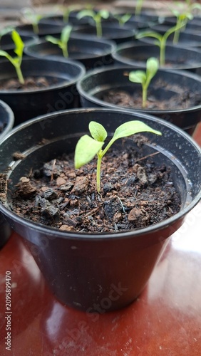 plant seeds that are ready to be grown in a pot