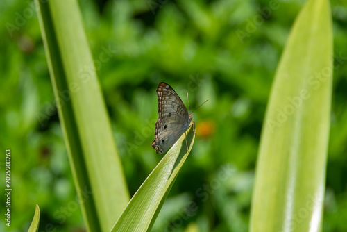 The White Peacock butterfly (Anartia jatrophae)