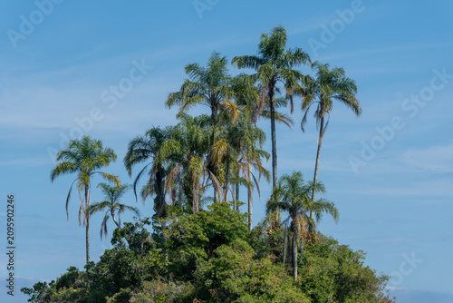 The coconut palms of Ilha Botinas frame the blue sea with vibrant green, forming the coastal vegetation in Angra dos Reis, Rio de Janeiro, Brazil.