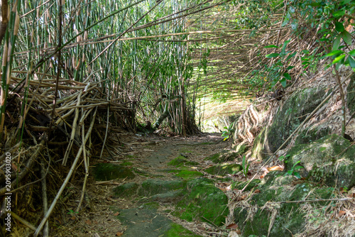 A trail winds through a bamboo forest, creating a serene path.