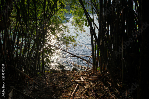 A trail winds through a bamboo forest, creating a serene path.