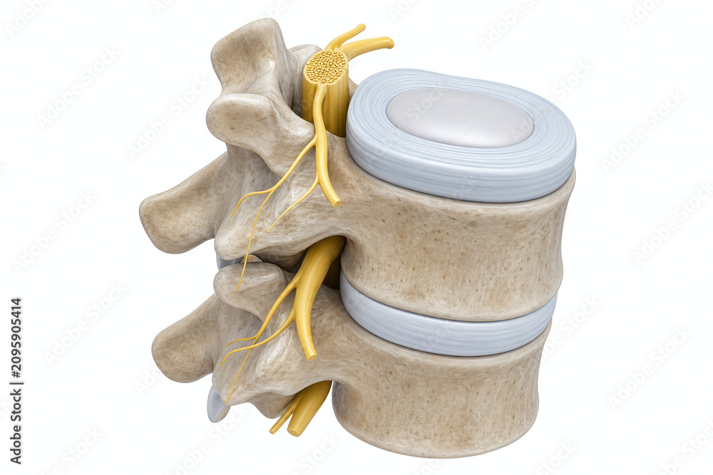 Obraz premium Healthy spinal disc and nerve anatomy illustration