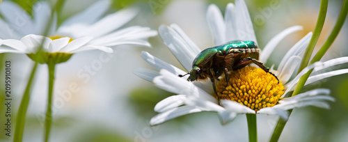 Green bug sucks juice of flower of chamomile.