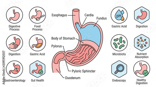 фотографія Human Stomach Anatomy and Digestive System Diagram with Icons