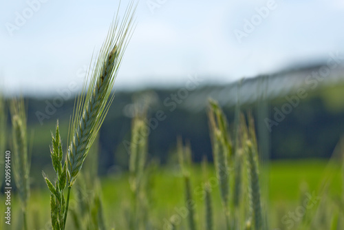 Foto Wheat swaying in the wind in a field on a summer day.