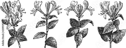 hand drawn honeysuckle flower set vine blossom botanical sketch vintage engraving illustration