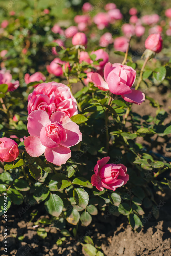 Fototapeta premium Blooming roses. Flowerbed with blooming roses. Pink roses.