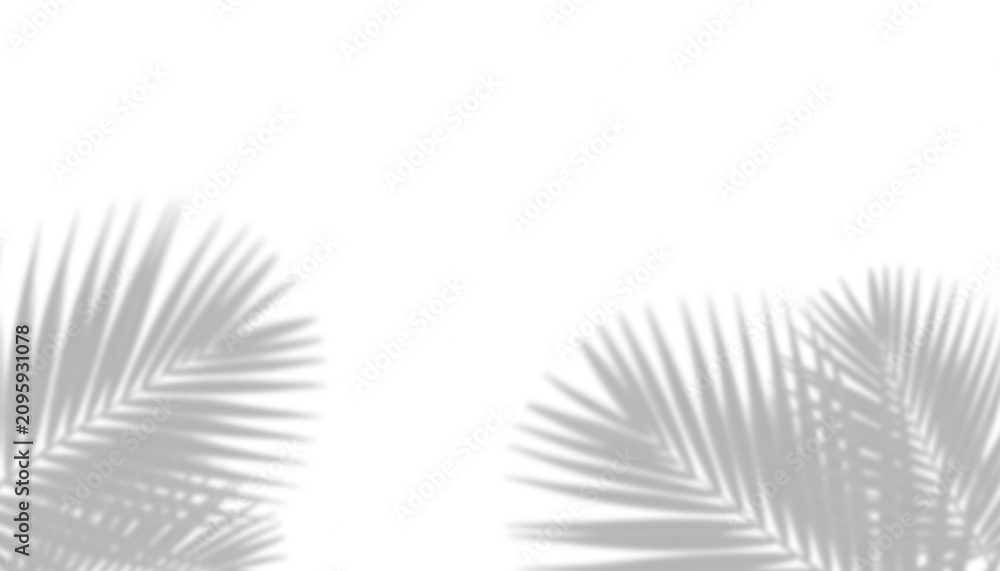 Fototapeta premium Transparent palm leaf shadow overlay png for natural design and artistic projects