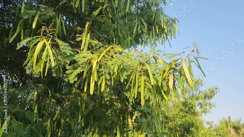 Swaying branches of a river tamarind (Leucaena leucocephala) display feathery, fern-like leaves and long green seed pods, highlighting this fast-growing leguminous tree.