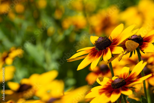 Cuadro en lienzo Vibrant Rudbeckia Flower in Sunny Summer Garden with Green Bokeh Copy Space