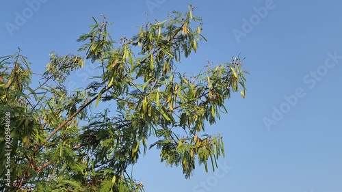 Swaying branches of a river tamarind (Leucaena leucocephala) display feathery, fern-like leaves and long green seed pods, highlighting this fast-growing leguminous tree.
