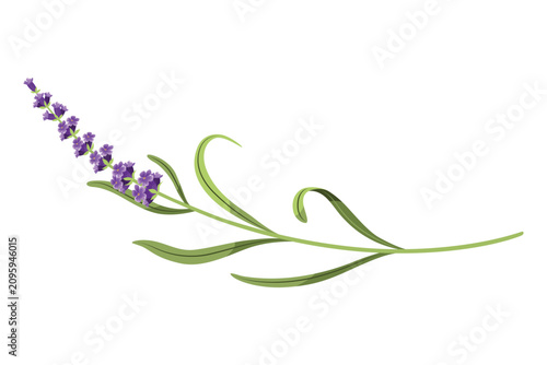 Lavender. Vector illustration of lavender, Provence flowers on a white background. Element from lavender flowers