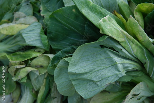 Schilderij op canvas Close-up of fresh bok choy (Brassica rapa subsp