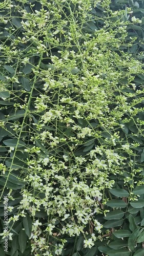 Flowers of Pendulous Japanese pagoda tree (Styphnolobium japonicum) with fragrant creamy-white flower clusters and lush green foliage in a summer garden.