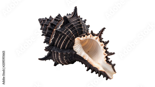 Photos Beautiful textured dark murex sea shell marine ocean wildlife element isolated o