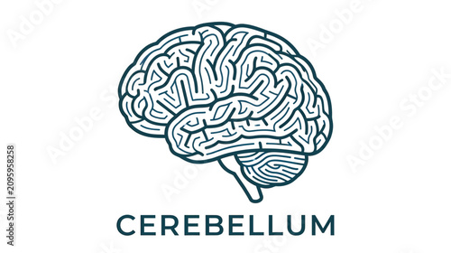 Photos Stylized brain illustration with cerebellum and text