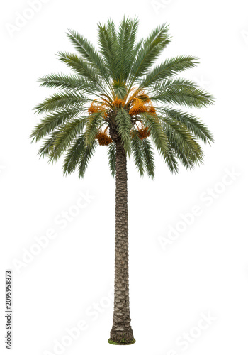 Tall, slender date palm tree with rugged trunk, emerald fronds, golden tips, and ripening golden-brown dates, isolated against a seamless transparent background, clean tropical vacation atmosphere