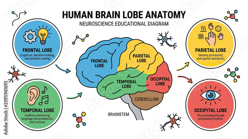 Human Brain Lobe Anatomy: Neuroscience Educational Diagram