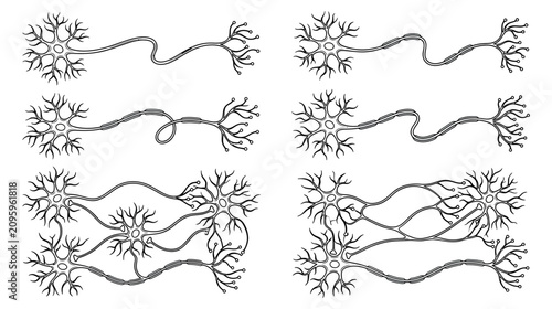 Fotografie Neuron Anatomy Diagram: Synapses, Axons, and Dendrites Illustrated