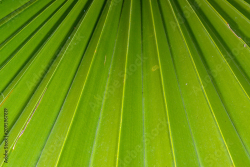 Tableau sur toile Close up texture of a palm leaf, commonly used in photography as a natural abstract background