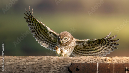 Foto Little Owl Juvenile Landing