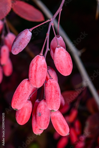 Foto Red fruits of the barberry shrub (Berberis spp