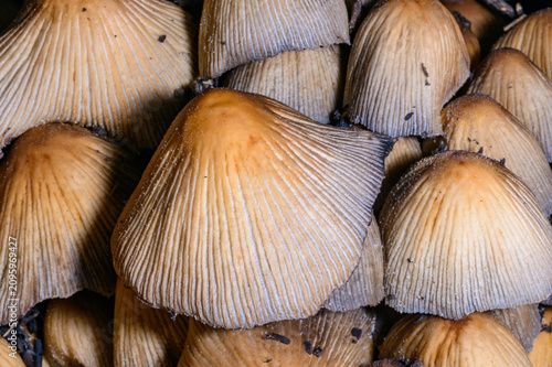 Foto Shiny inkcap mushrooms (Coprinellus micaceus), also known as mica caps