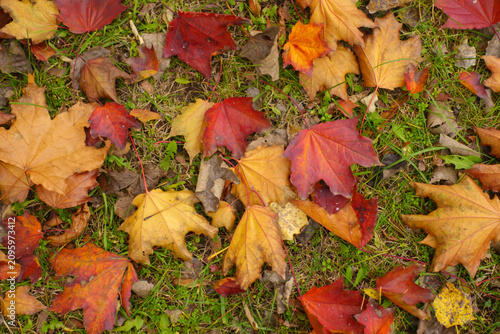 Cuadro en lienzo Red, brown and yellow fallen leaves of maple on the ground in October