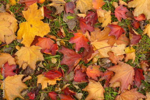 фотографія Red, brown and yellow fallen leaves of maple on the ground in October