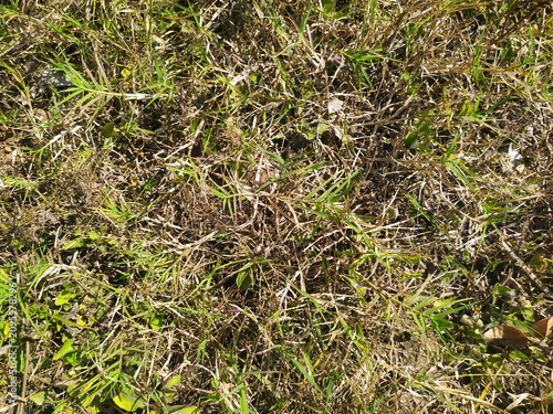 Textured overhead view of dry brown grass and green weeds field