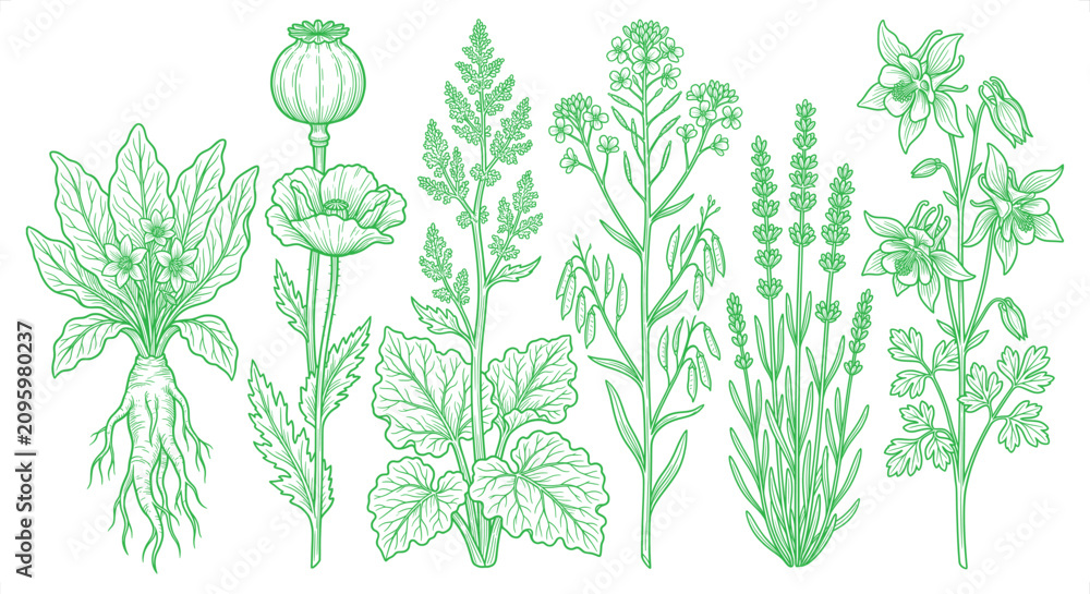Obraz premium Botanical illustrations of medicinal herbs and flowers on white background in green line art style