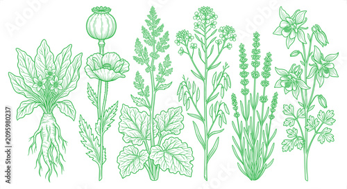 Fotografía Botanical illustrations of medicinal herbs and flowers on white background in gr