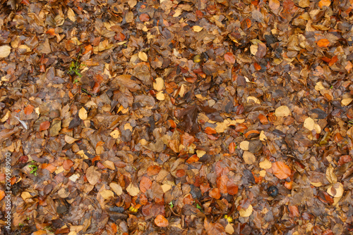 Canvastavla Cover of wet brown fallen leaves on the ground in mid December