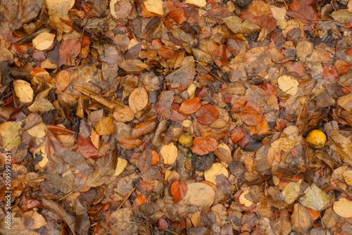 фотографія Cover of wet brown fallen leaves on the ground in mid December