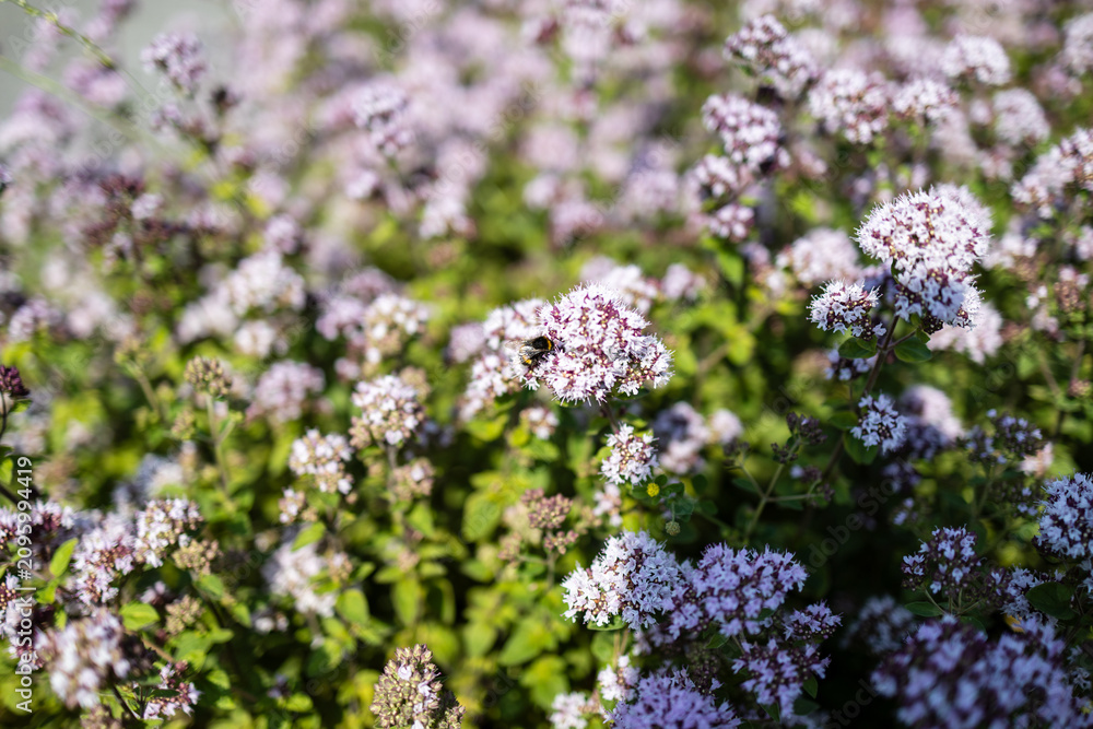 Obraz premium Bumblebee collecting pollen on blooming oregano flowers in summer garden