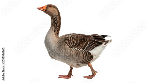 Quadro su tela Domestic grey goose standing livestock farm poultry bird agriculture asset isola