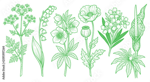 Foto Various botanical line drawings in green on a white background with delicate flo