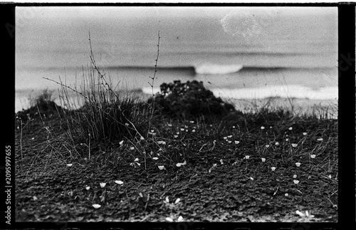 Black and White Analog Close-Up of Coastal Wildflowers Above the Sea